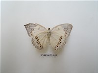 藏品(白蛺蝶)的圖片